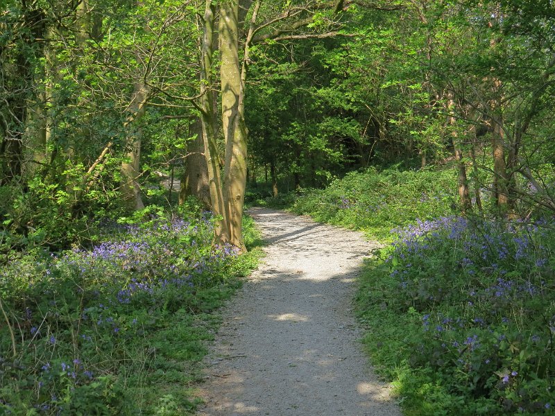 (2) Bluebell wood.JPG - Bluebell wood near Hincaster